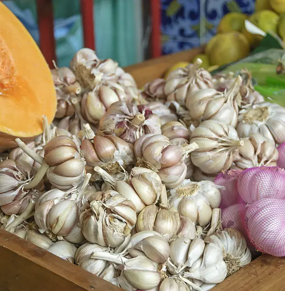 517282 - Garlic (Allium sativum)