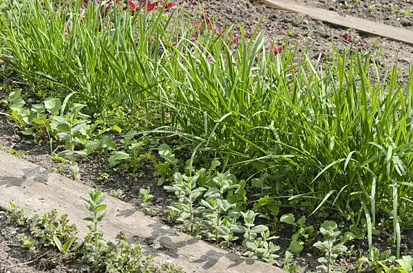544040 - Garlic (Allium sativum)