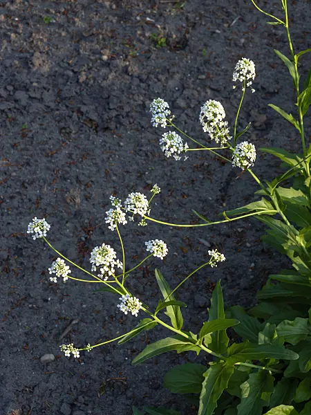 460095 - Garlic cress (Peltaria alliacea)