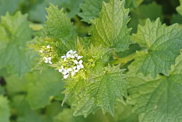 479074 - Garlic mustard (Alliaria petiolata)