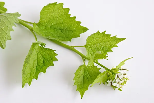 481006 - Garlic mustard (Alliaria petiolata)