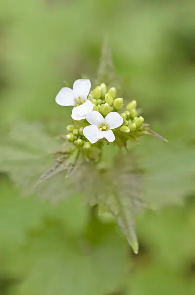 507121 - Garlic mustard (Alliaria petiolata)