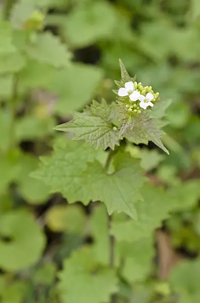 507122 - Garlic mustard (Alliaria petiolata)