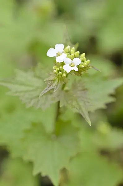 507123 - Garlic mustard (Alliaria petiolata)