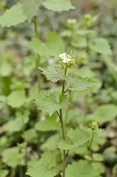 507124 - Garlic mustard (Alliaria petiolata)