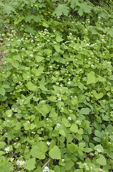 507201 - Garlic mustard (Alliaria petiolata)