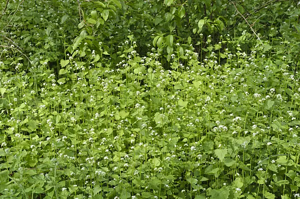 507202 - Garlic mustard (Alliaria petiolata)