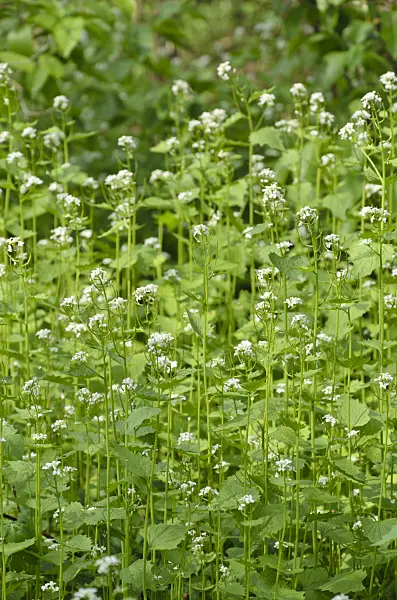 507203 - Garlic mustard (Alliaria petiolata)