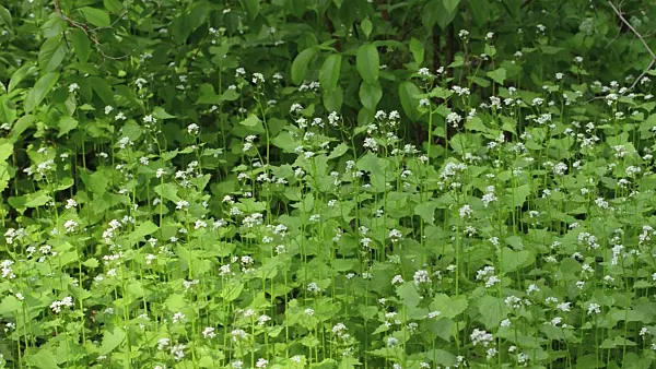 507210 - Garlic mustard (Alliaria petiolata)