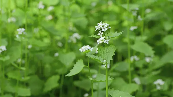 507211 - Garlic mustard (Alliaria petiolata)
