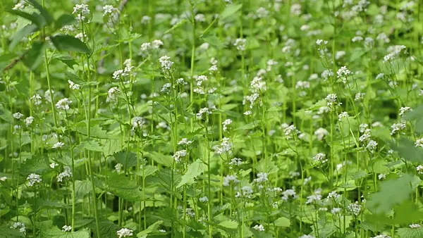 507212 - Garlic mustard (Alliaria petiolata)