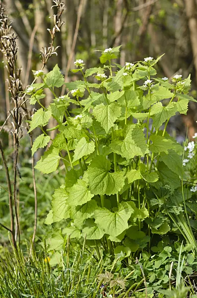 520018 - Garlic mustard (Alliaria petiolata)
