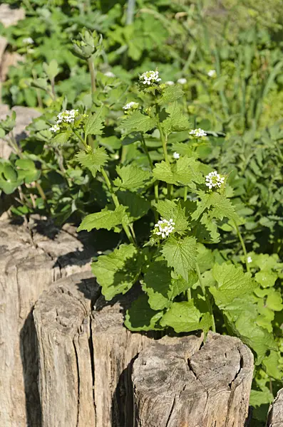 544042 - Garlic mustard (Alliaria petiolata)