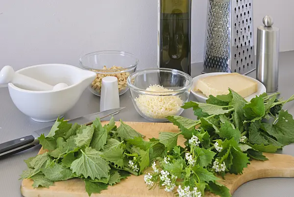 481007 - Garlic mustard (Alliaria petiolata) and other ingredients for a pesto (pine nuts, parmesan, olive oil, salt, pepper)