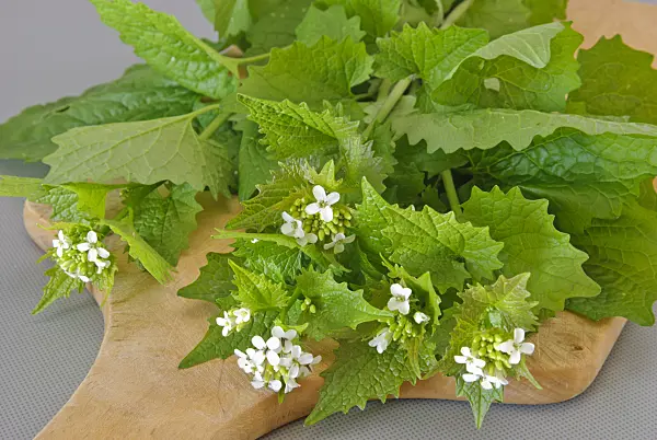 479080 - Garlic mustard (Alliaria petiolata) on a cutting board
