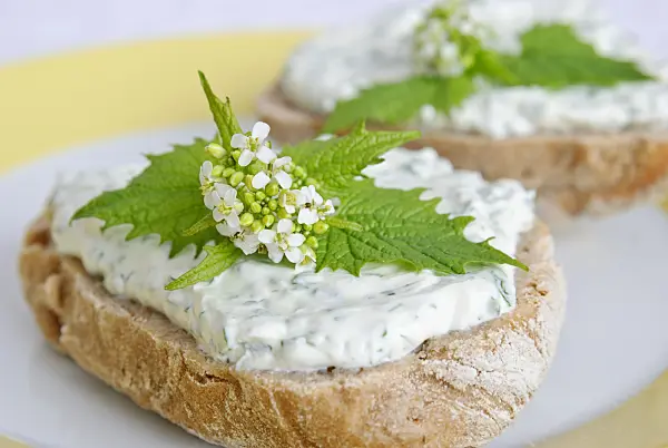 481003 - Garlic mustard (Alliaria petiolata) on a rye bread with soft white cheese