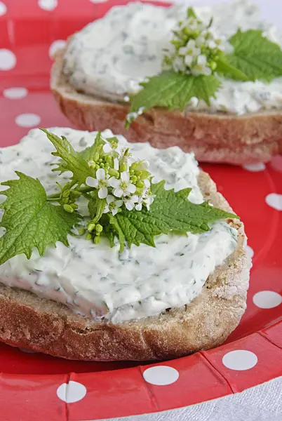 481004 - Garlic mustard (Alliaria petiolata) on a rye bread with soft white cheese