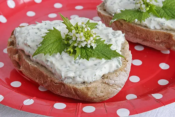 481005 - Garlic mustard (Alliaria petiolata) on a rye bread with soft white cheese