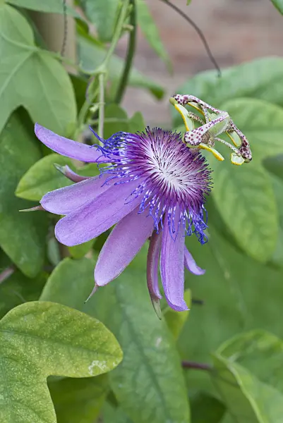 549172 - Garlic passion fruit (Passiflora loefgrenii)