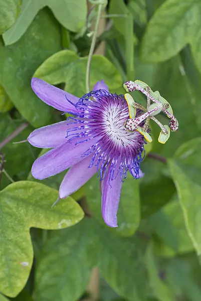 549173 - Garlic passion fruit (Passiflora loefgrenii)