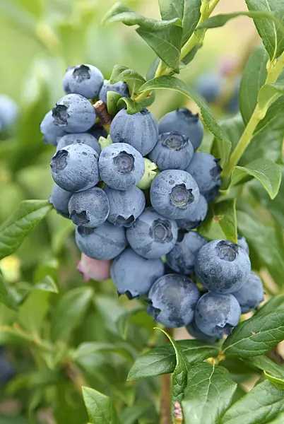 502448 - Gartenheidelbeere (Vaccinium corymbosum 'Reka')
