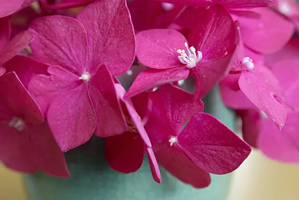 456028 - Gartenhortensie (Hydrangea macrophylla)