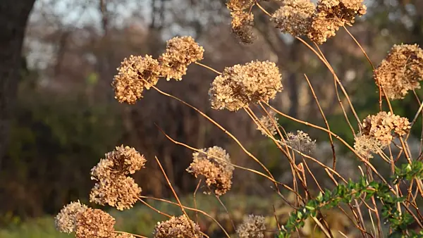 502473 - Gartenhortensie (Hydrangea macrophylla)