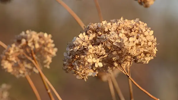502475 - Gartenhortensie (Hydrangea macrophylla)