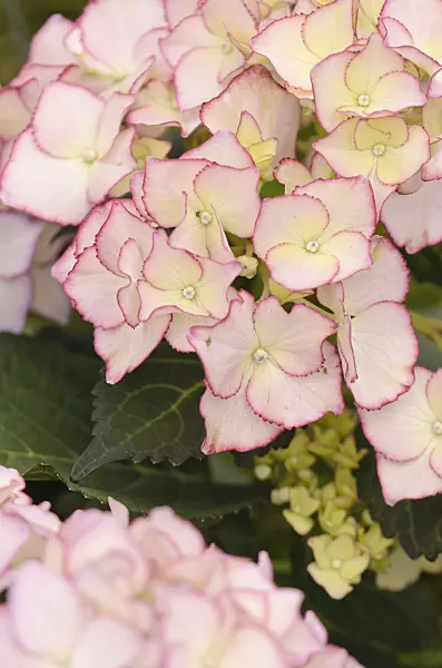 570065 - Gartenhortensie (Hydrangea macrophylla 'Adula')