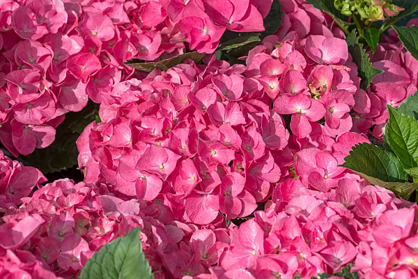 664196 - Gartenhortensie (Hydrangea macrophylla 'Duro')
