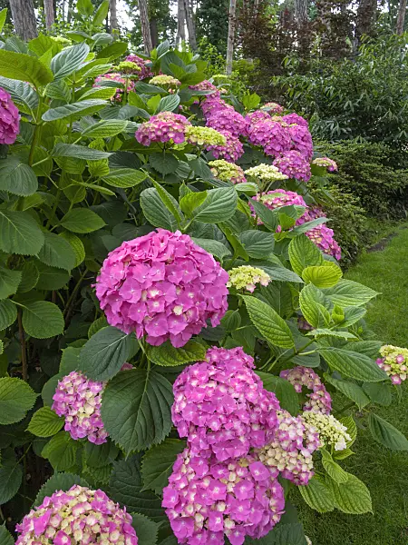 402127 - Gartenhortensie (Hydrangea macrophylla 'Queen Wilhelmine')