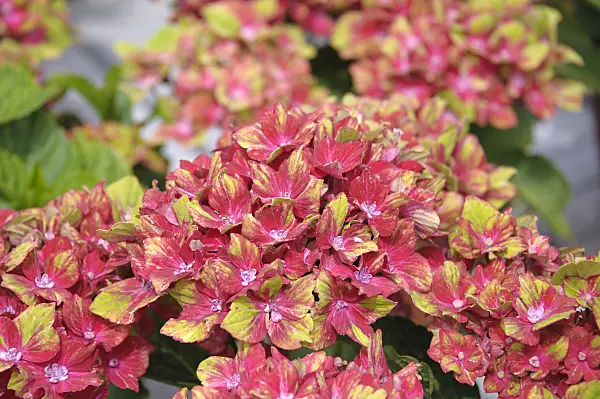 526107 - Gartenhortensie (Hydrangea macrophylla 'Saxon Schloss Wackerbarth')