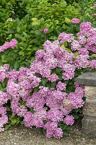 664198 - Gartenhortensie (Hydrangea macrophylla 'Thelenn')