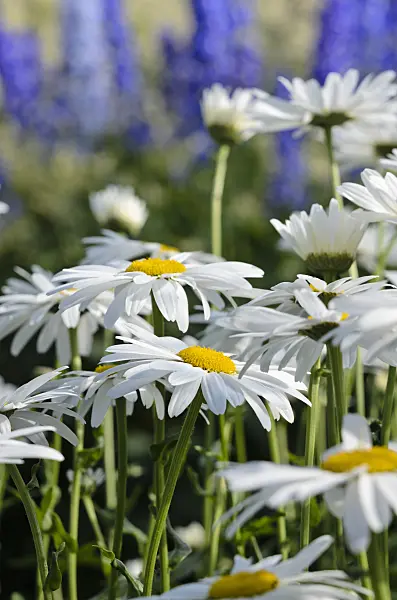 522020 - Gartenmargerite (Leucanthemum maximum 'Firnglanz')