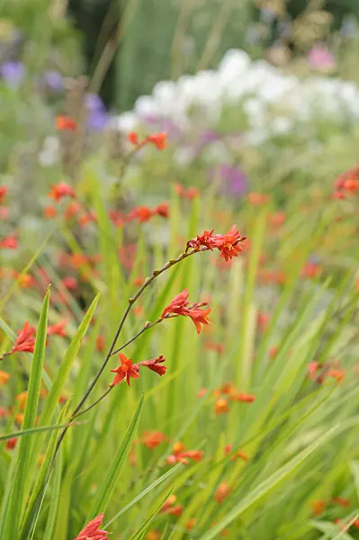 487176 - Gartenmontbretie (Crocosmia x crocosmiiflora 'Fire King')
