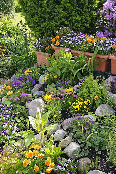 484349 - Gartenstiefmütterchen (Viola x wittrockiana) und Hornveilchen (Viola cornuta) in einem Steingarten