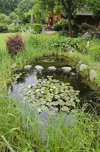 545138 - Gartenteich mit Seerosen (Nymphaea)