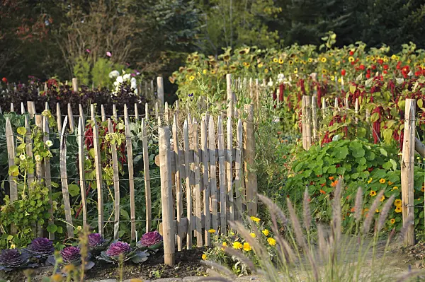 517107 - Gate in a farm garden