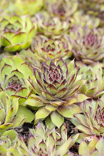 473001 - Gaudin's houseleek (Sempervivum grandiflorum)