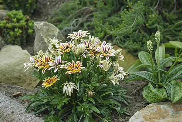 517089 - Gazanie (Gazania rigens 'Big Kiss White Flame')