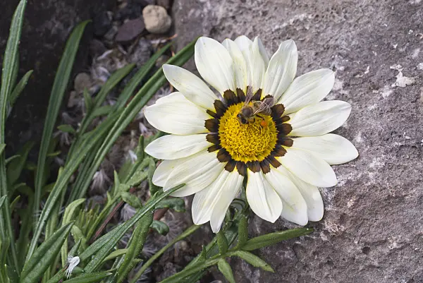 573071 - Gazanie (Gazania) und Biene (Apis)