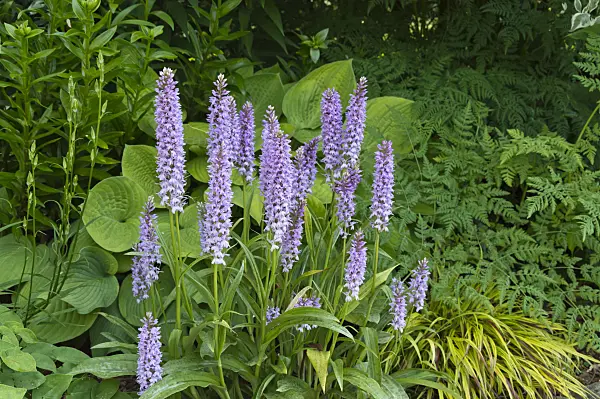 509047 - Geflecktes Knabenkraut (Dactylorhiza maculata)