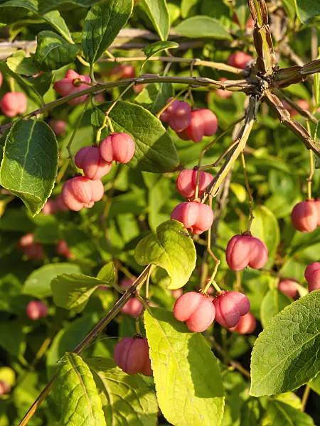 440230 - Geflügelter Spindelstrauch (Euonymus alatus 'Compactus')