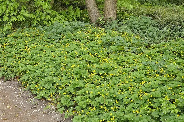 471204 - Gelapptblättrige Waldsteinie (Waldsteinia geoides)