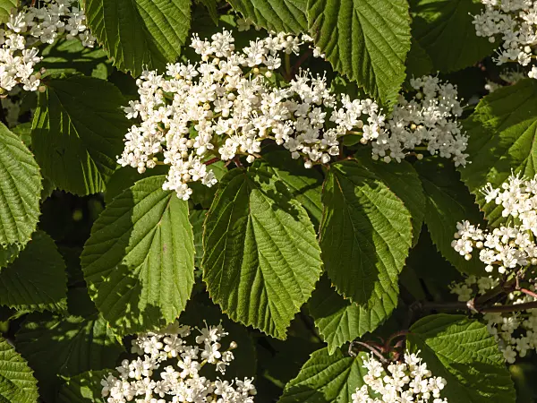438031 - Gelapptblättriger Schneeball (Viburnum lobophyllum)