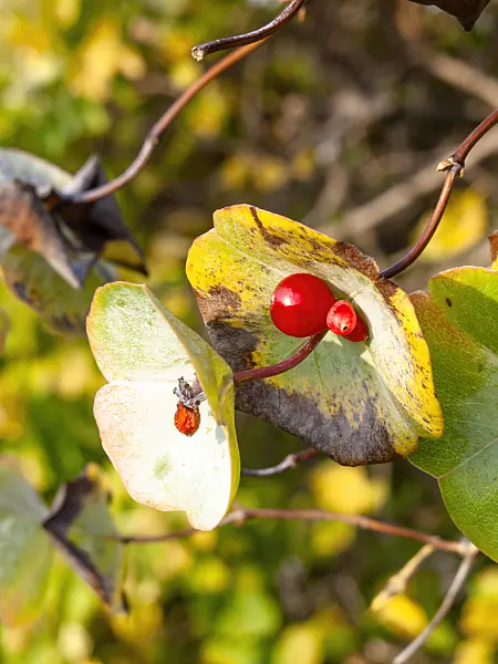 453018 - Gelbe Heckenkirsche (Lonicera flava)