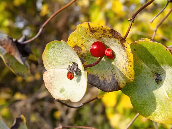 453019 - Gelbe Heckenkirsche (Lonicera flava)