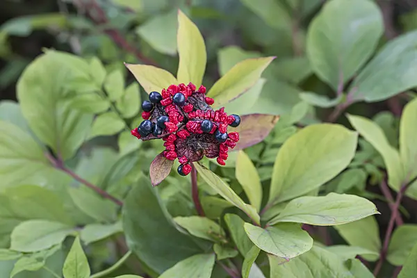 616431 - Gelbe Kaukasus-Pfingstrose (Paeonia mlokosewitschii)