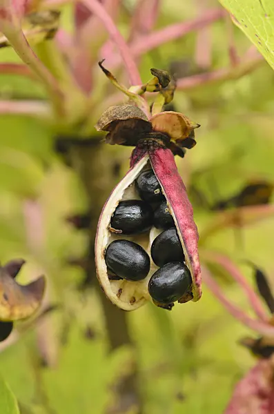 549053 - Gelbe Pfingstrose (Paeonia lutea)