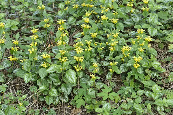 471260 - Gelbe Taubnessel (Lamium galeobdolon 'Florentinum' syn. Lamiastrum galeobdolon 'Florentinum')